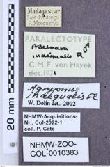 Etikette zu Agrypnus inaequalis (NHMW-ZOO-COL-0010383)